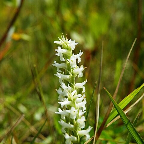 Spiranthes diluvialis unspecified picture