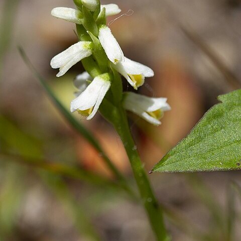 Spiranthes lucida unspecified picture