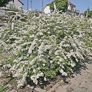 Spiraea x cinerea unspecified picture