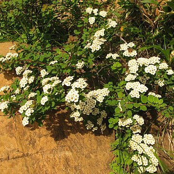 Spiraea nipponica unspecified picture