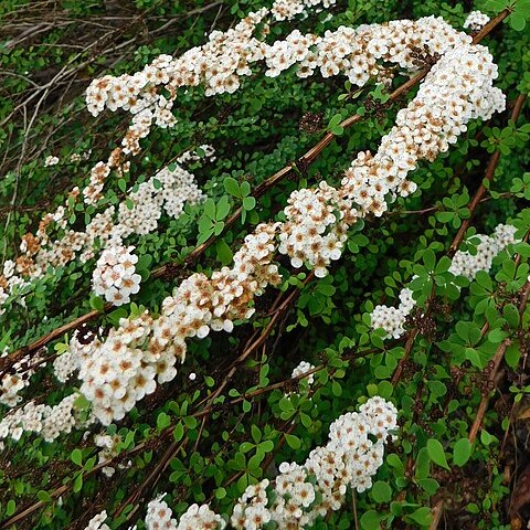 Spiraea arcuata unspecified picture