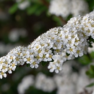 Spiraea x arguta unspecified picture