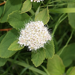 Spiraea stevenii unspecified picture