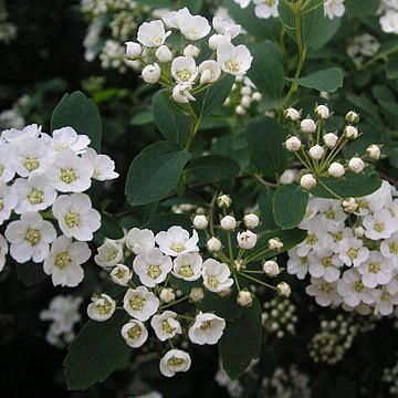 Spiraea crenata unspecified picture