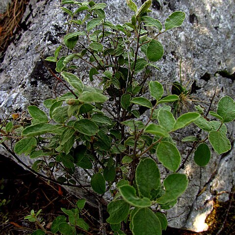 Spiraea cana unspecified picture