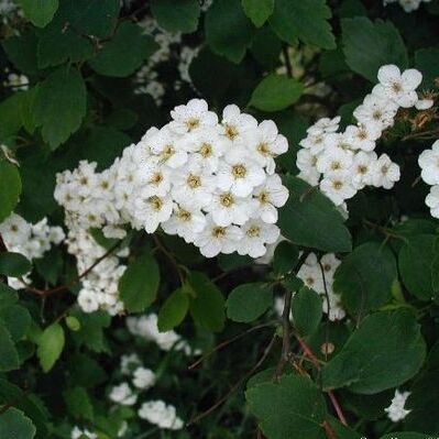 Spiraea x vanhouttei unspecified picture