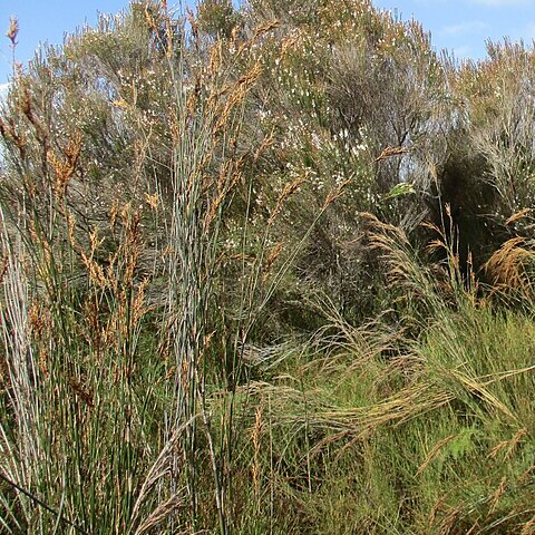 Sporadanthus ferrugineus unspecified picture