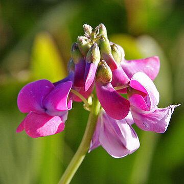 Fabaceae unspecified picture