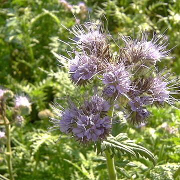 Phacelia unspecified picture