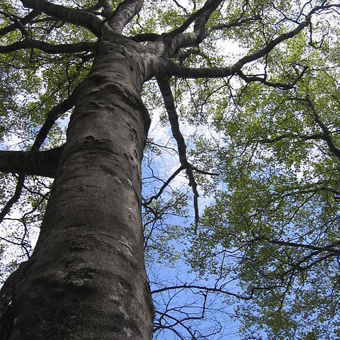 Fagus japonica unspecified picture