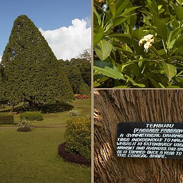 Cyrtophyllum fragrans unspecified picture