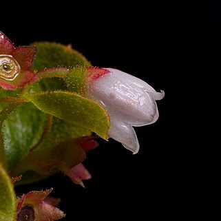 Gaylussacia dumosa unspecified picture