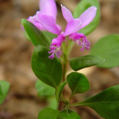 Polygaloides paucifolia unspecified picture