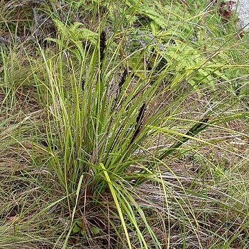 Gahnia tristis unspecified picture