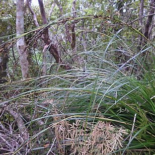 Gahnia setifolia unspecified picture