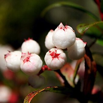 Gaultheria hispida unspecified picture