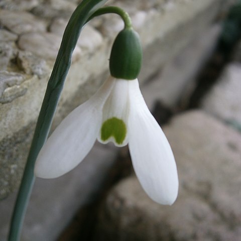 Galanthus elwesii var. monostictus unspecified picture