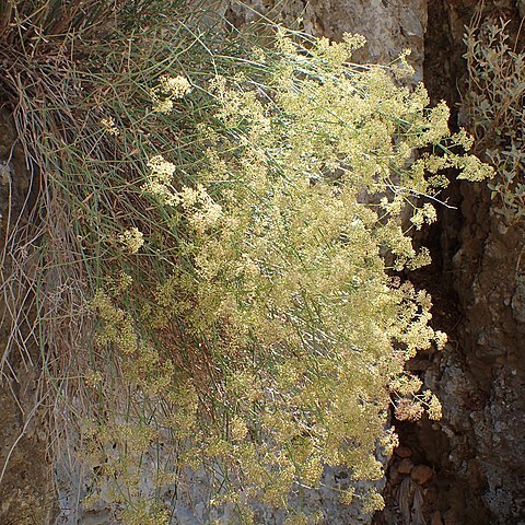 Galium fruticosum unspecified picture