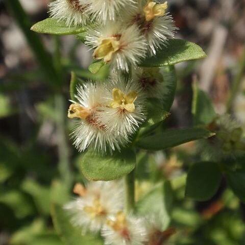 Galium grayanum unspecified picture