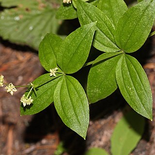 Galium oreganum unspecified picture