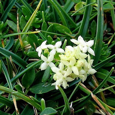 Galium noricum unspecified picture