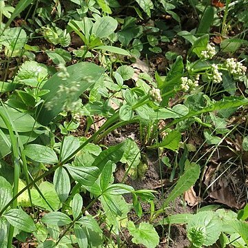 Galium platygalium unspecified picture