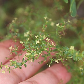 Galium porrigens unspecified picture