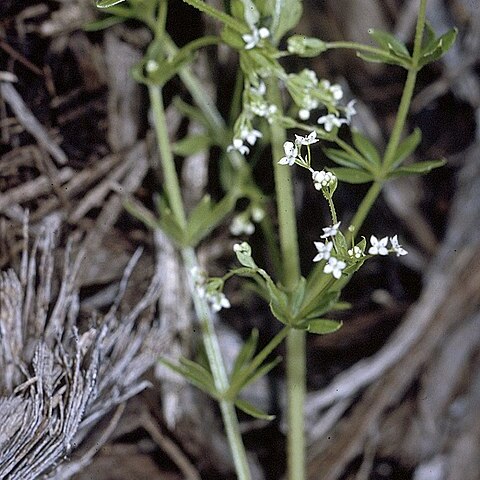 Galium asprellum unspecified picture