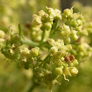 Galium angustifolium unspecified picture