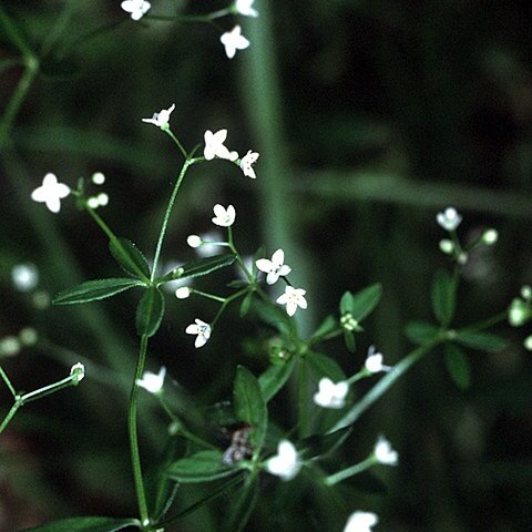 Galium tinctorium unspecified picture