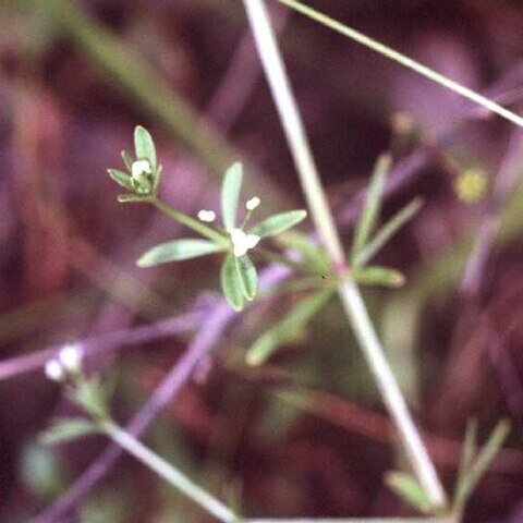 Galium trifidum unspecified picture