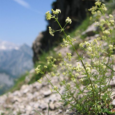 Galium truniacum unspecified picture