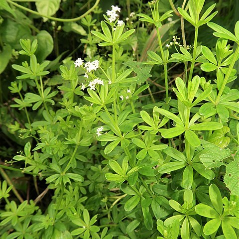 Galium tokyoense unspecified picture