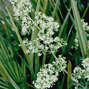 Galium litorale unspecified picture