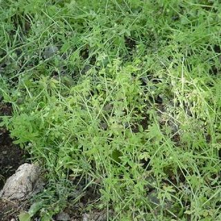 Galium mexicanum unspecified picture