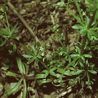 Galium spurium unspecified picture