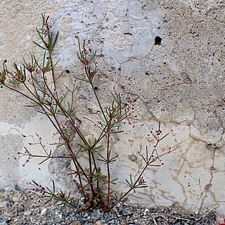 Galium setaceum unspecified picture