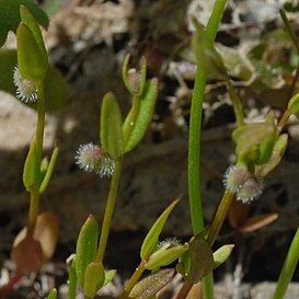 Galium bifolium unspecified picture