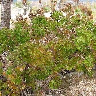 Galium buxifolium unspecified picture