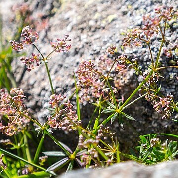 Galium corsicum unspecified picture