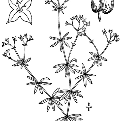 Galium concinnum unspecified picture