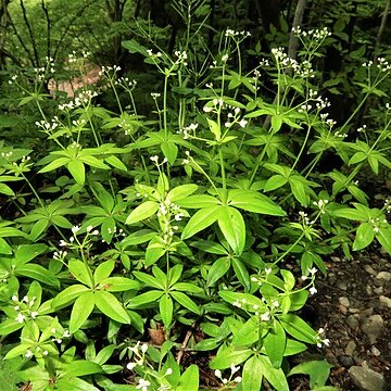 Galium japonicum unspecified picture