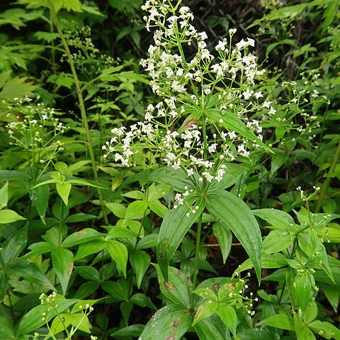 Galium kinuta unspecified picture