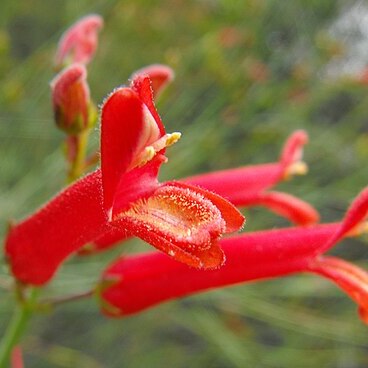 Gambelia juncea unspecified picture