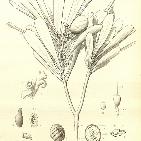 Garnieria spathulifolia unspecified picture