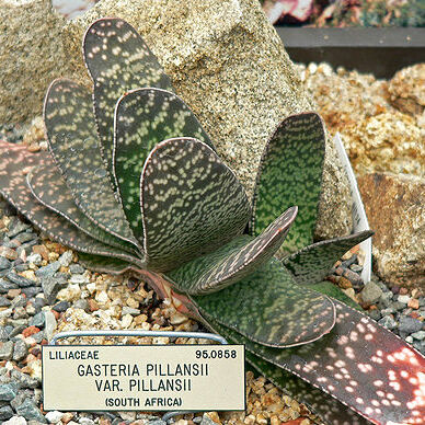 Gasteria pillansii unspecified picture