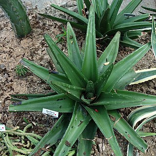 Gasteria excelsa unspecified picture