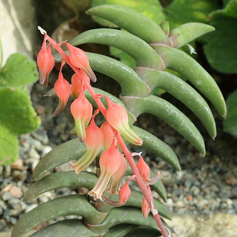 Gasteria rawlinsonii unspecified picture