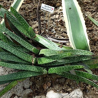 Gasteria brachyphylla unspecified picture