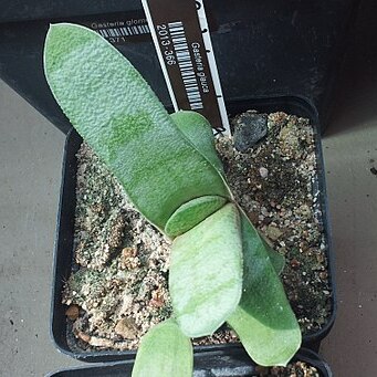 Gasteria glauca unspecified picture